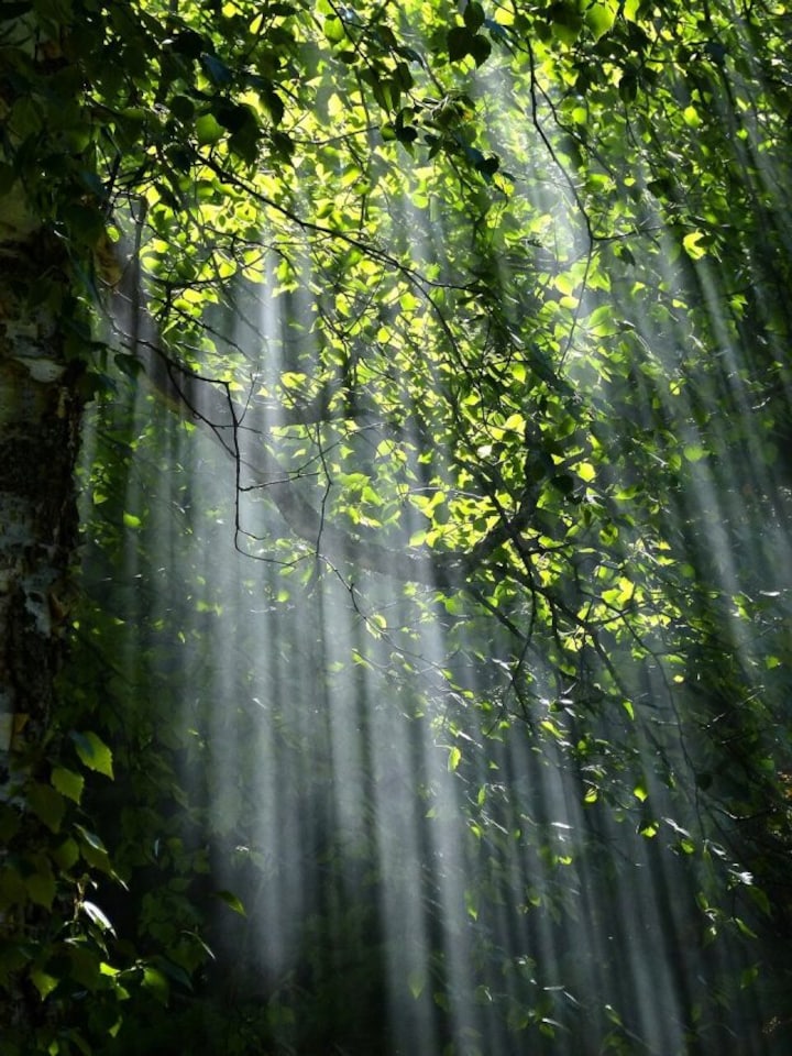 From Gir to Khasi Hills, 10 must visit forests in India