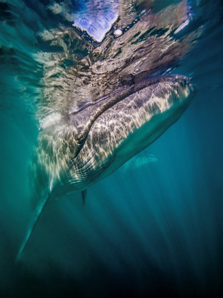 After 100 years of disappearance, the giant whale remerges